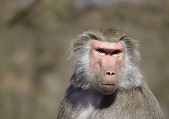 « Un babouin »